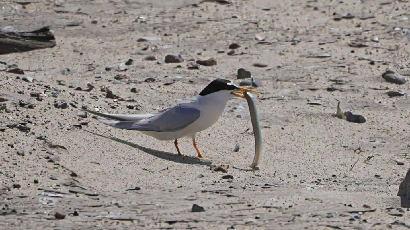 A white bird with a black head and grey wings stands on a sandy beach with a sand eel - a silver grey long creature - clasped in its yellow beak.