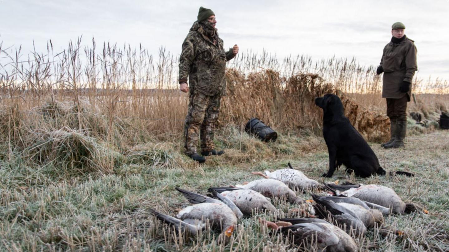 Two men, one in camouflage clothes and a woolly hat and the other in a dark coat and flat cap, stand on frosty grass with seven dead geese in front of them. A black Labrador is sitting next to the geese.