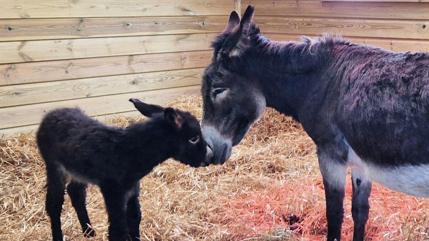 An older donkey rubbing her nose against her foal. They are in a wooden building lined with hay.