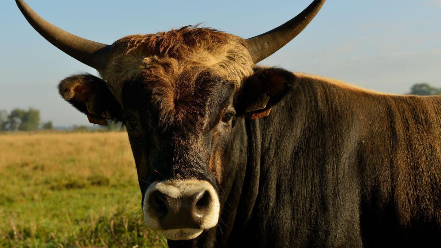 A cow called a tauros looks down the lens of a camera. 