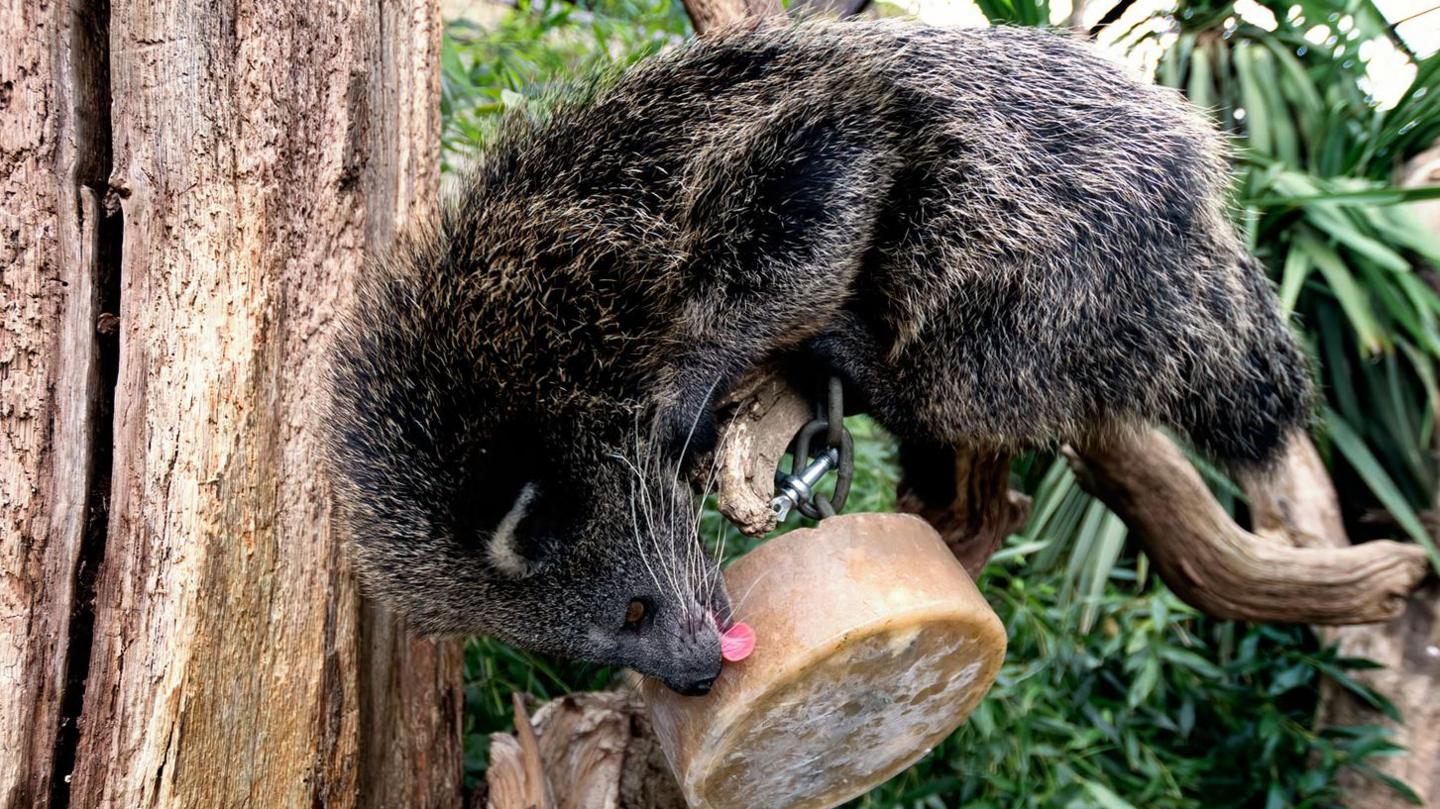 Binturong 