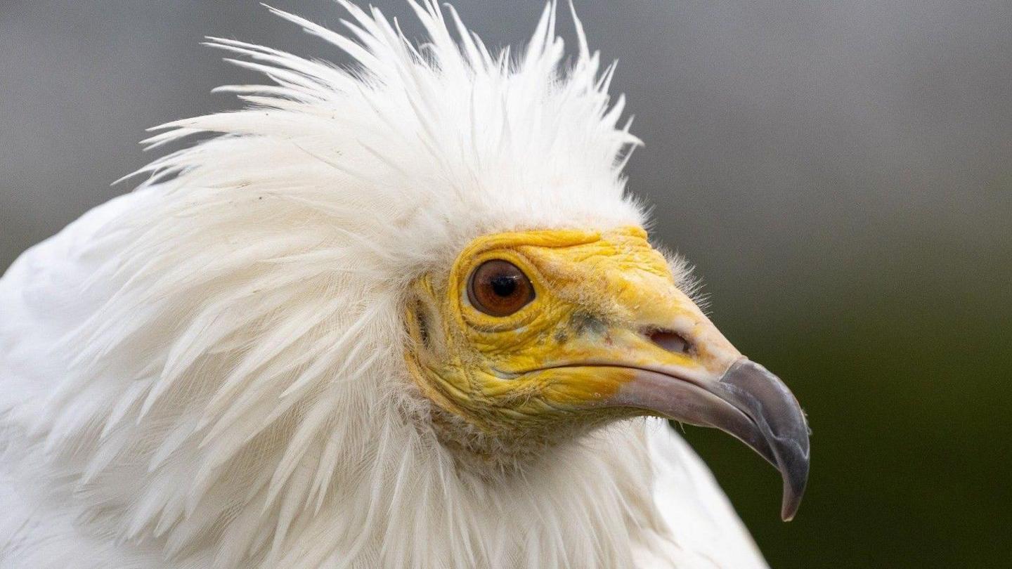 An Egyptian vulture which has white feathers and a bright yellow beak