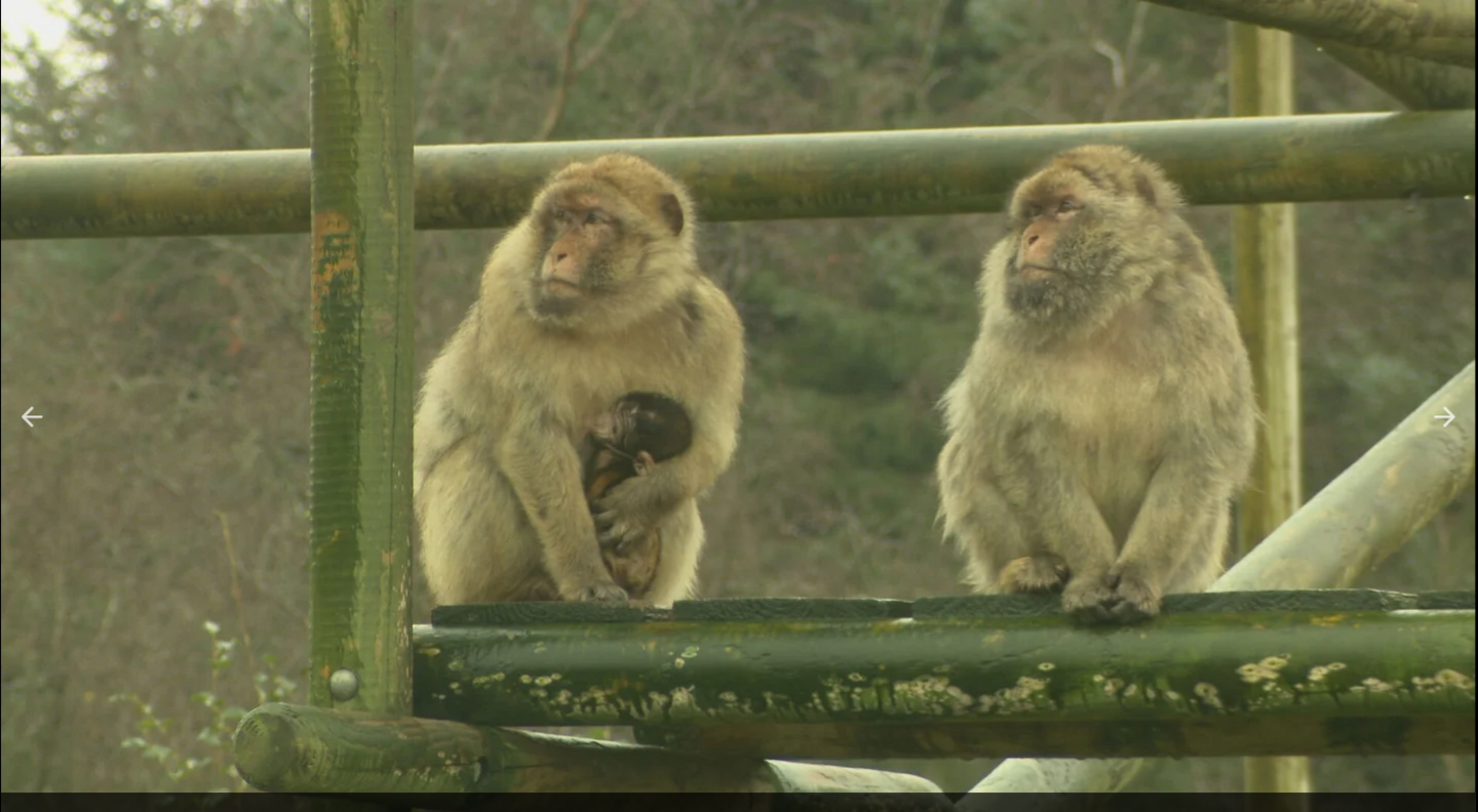 The family of Barbary macaques at Wild Ireland