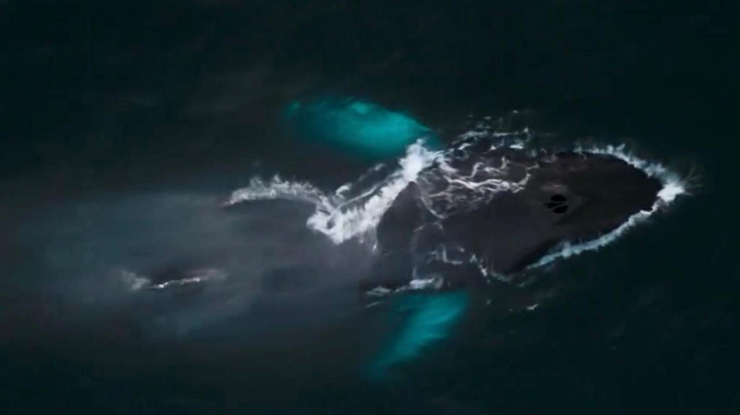 This picture shows a humpback whale swimming near the ocean surface, viewed from above. The whale’s dark body is clearly visible, with white water breaking along its back as it moves. Two bright turquoise patches stand out in the water—these are the whale’s pectoral fins, which often appear lighter underneath and glow through the water.