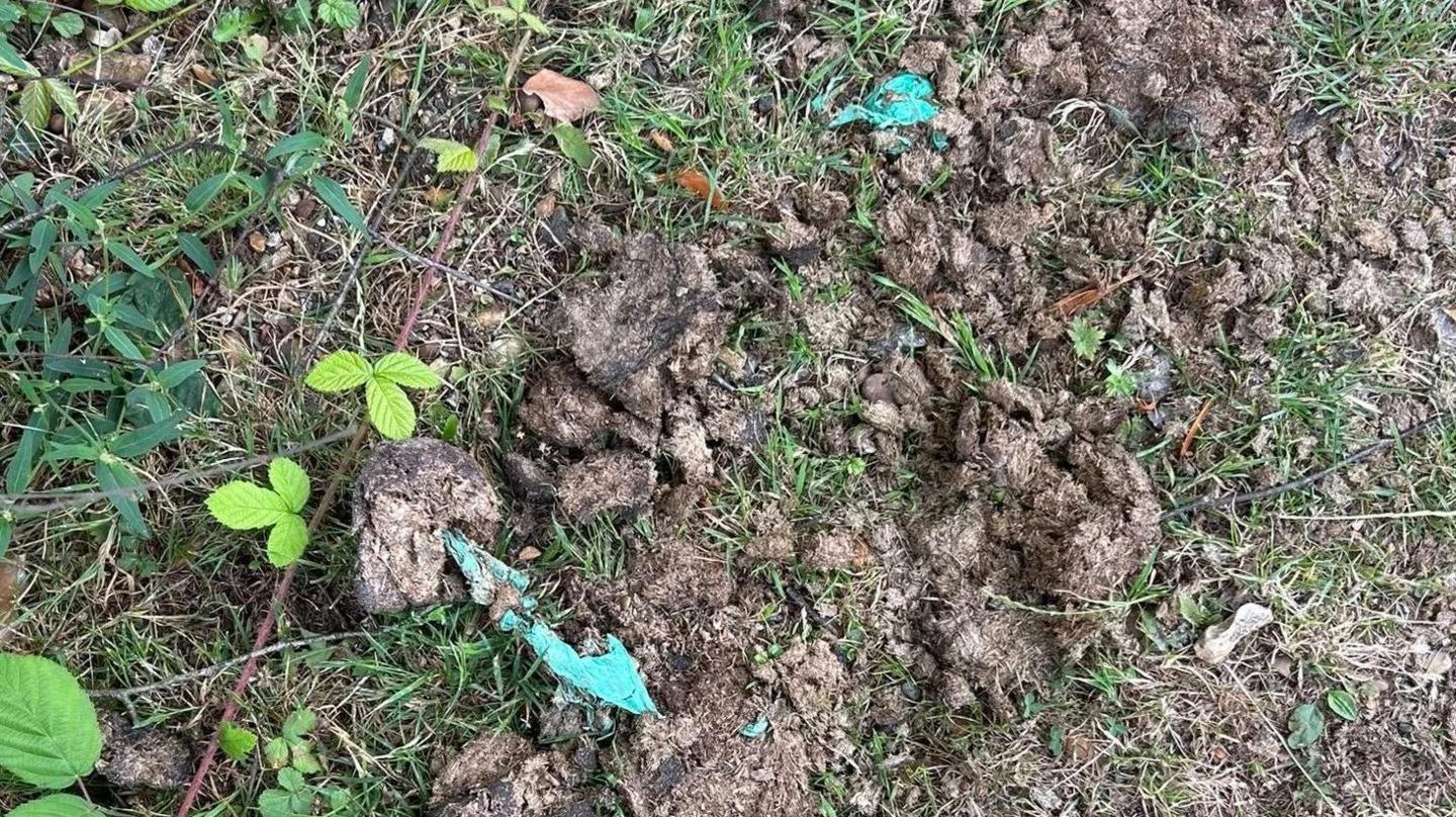 Donkey droppings on grass, with remnants of green food waste collection bags incorporated into them