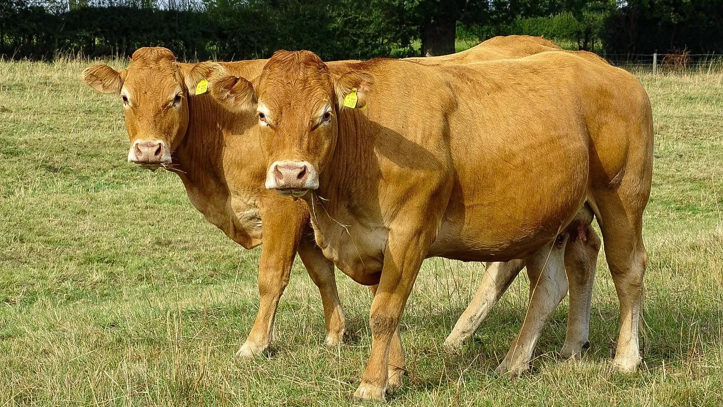 Two brown cows with yellow tags in their ears look sideways at the camera in a grassy field
