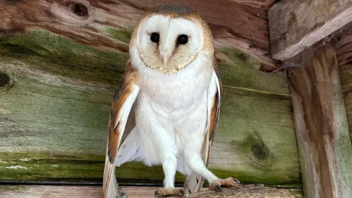 The barn owl, which is white and brown, perched on a wooden log. It is in a wooden styled cabin and is looking straight into the camera.