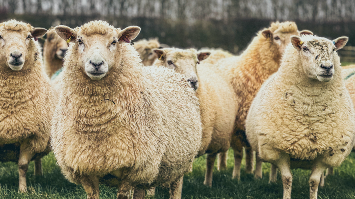 A flock of sheep staring at the camera in a field