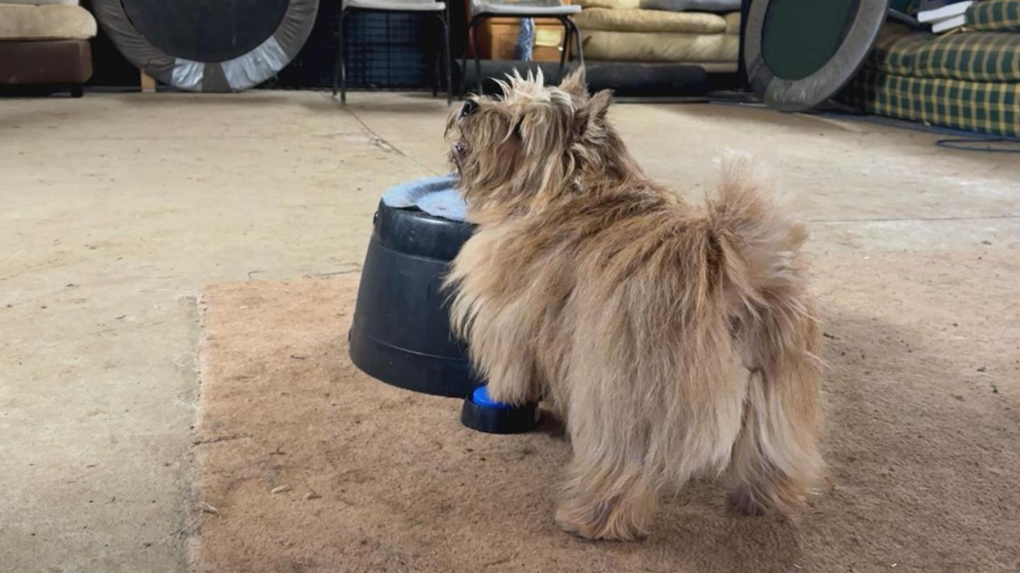 A dog with one paw on a blue button