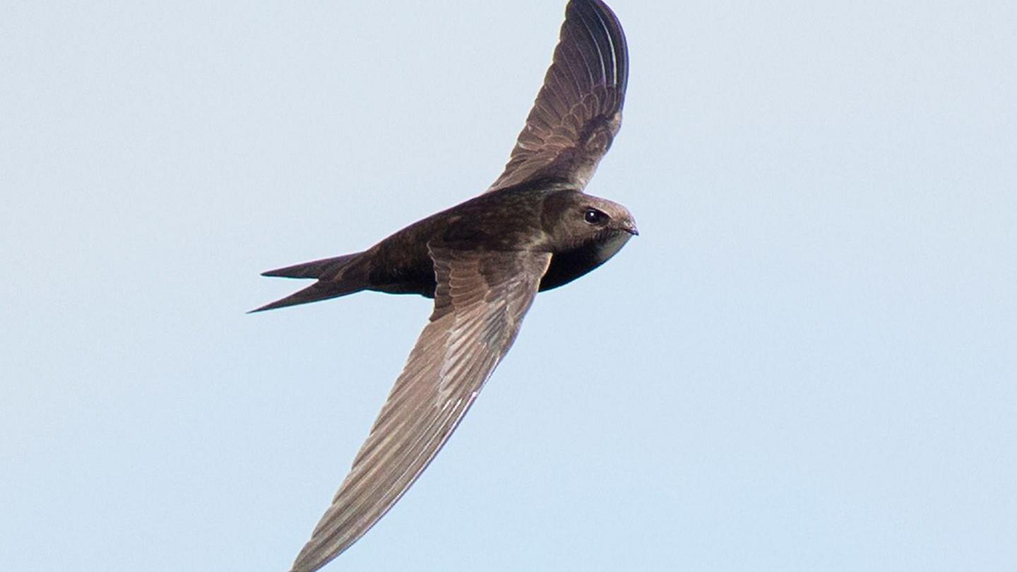An adult swift flying through the air.