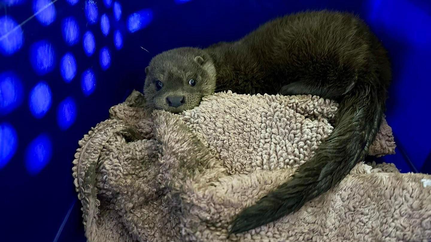 A timid-looking small otter cuddles a blanket in a blue animal carrier