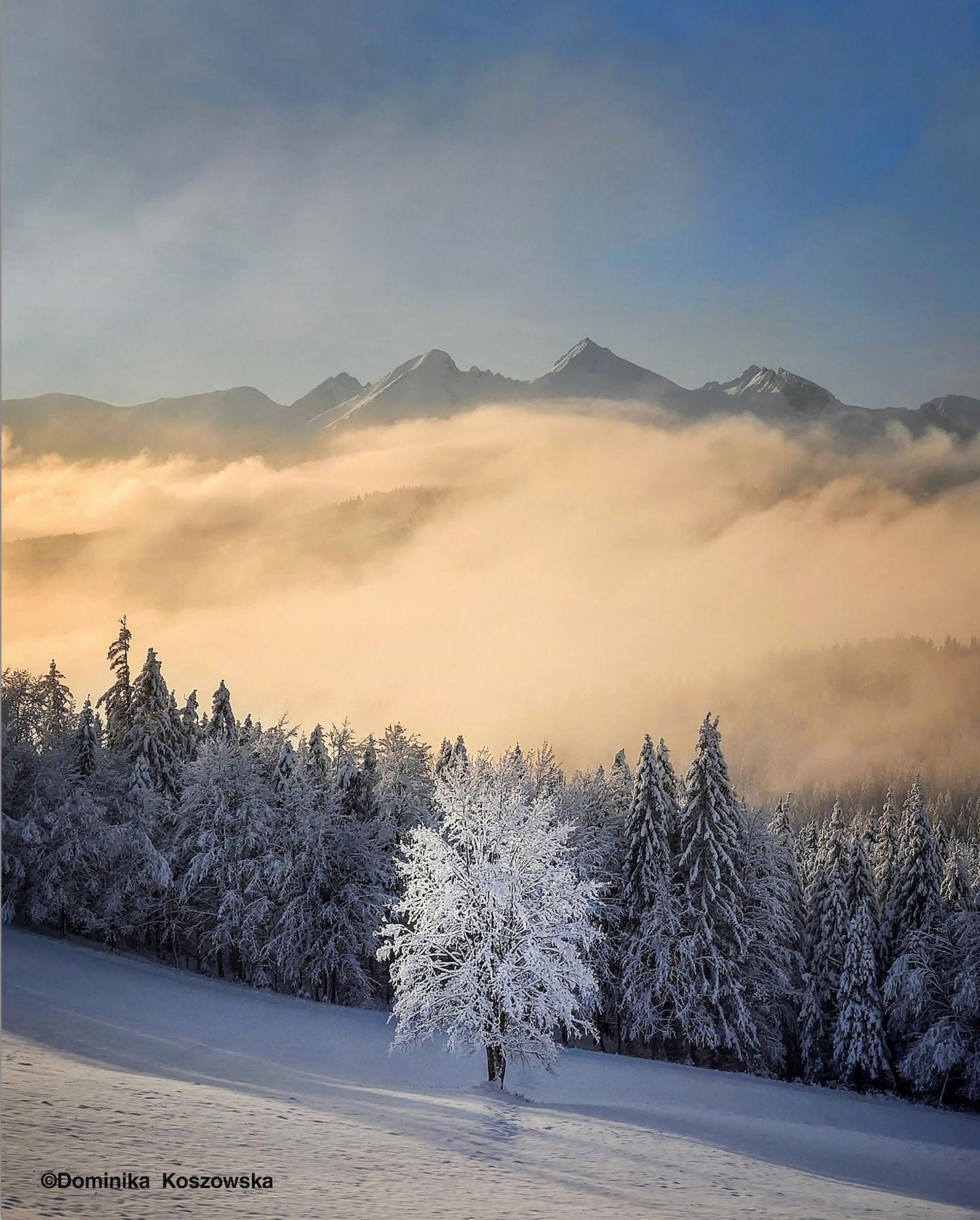 a lonely tree covered in hoarfrost - tiny ice crystals that sparkle in the light - stands isolated in a snowwy field with a forest behind it. 