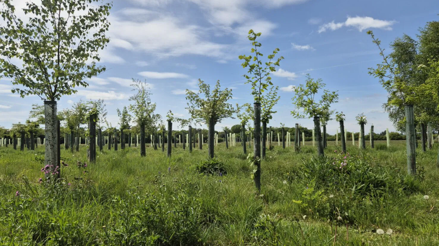 A collection of trees in the burial ground.