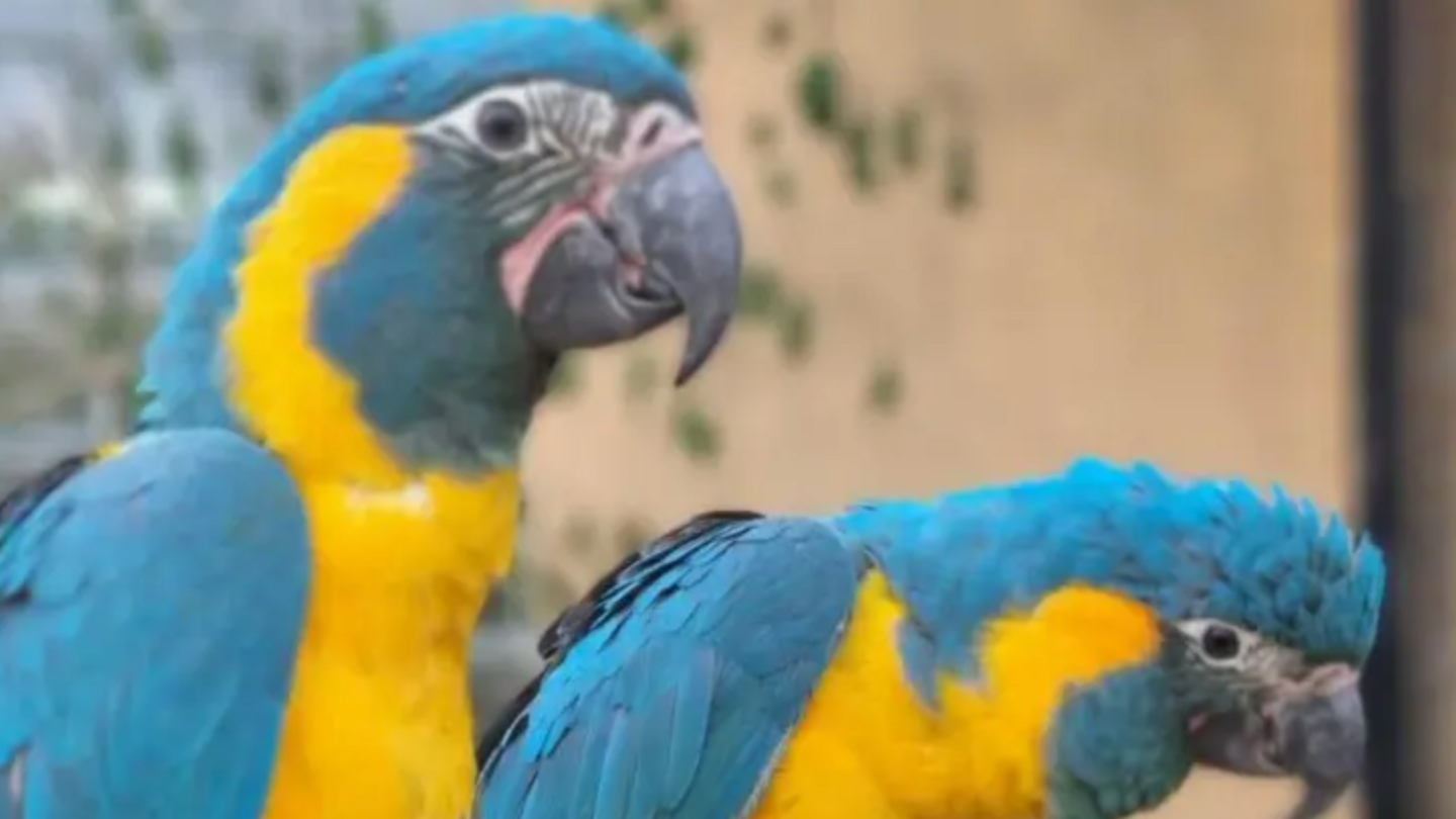 Two blue-throated macaws.