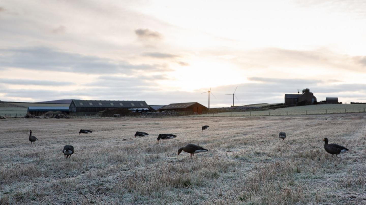 Greylag geese eating farmers crops on a frosty day. There are farm buildings in the background and the sun is coming up from behind a cloud.