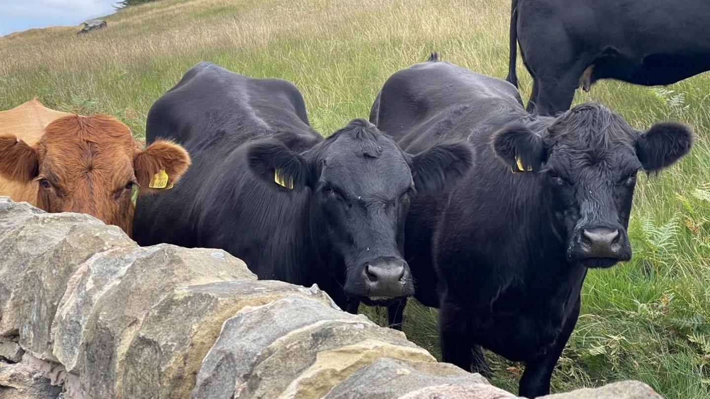 Three black cows and one brown cow stood behind a stone wall in the countryside.