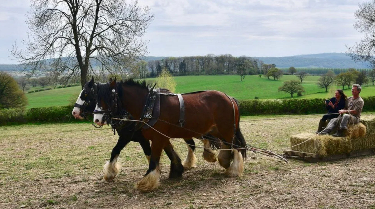 Two shire horses pulling two men in a plough at Acton Scott working farm