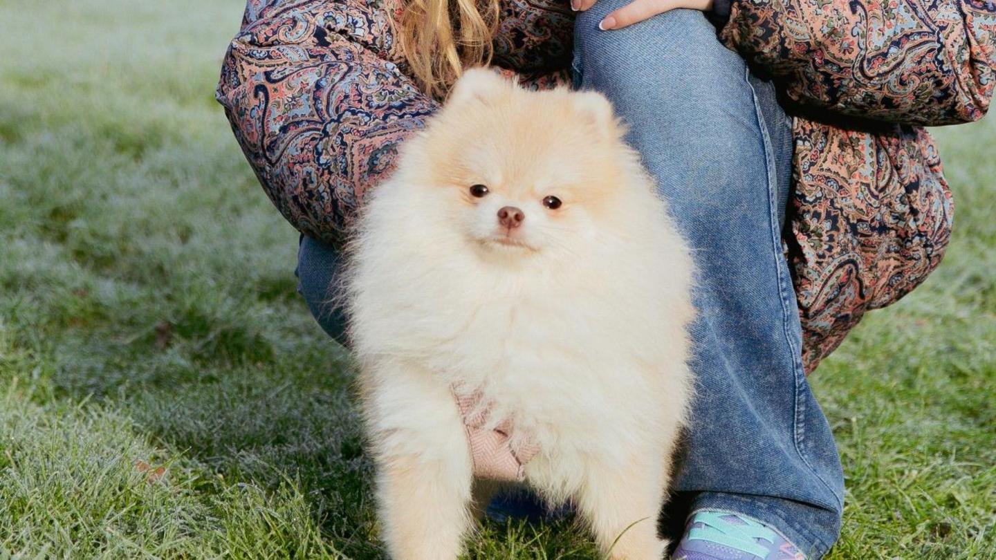 Rosa the Pomeranian is pictured standing on grass outside. She is beige and whit and has a small face with dark eyes. 