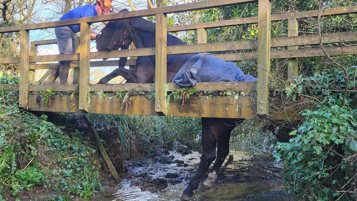 A dark brown horse with its back legs dangling through a small wooden footbridge above a stream. A man in an orange hard hat, blue t-shirt, jeans and wellies is by the horse's head which is covered in a blanket.