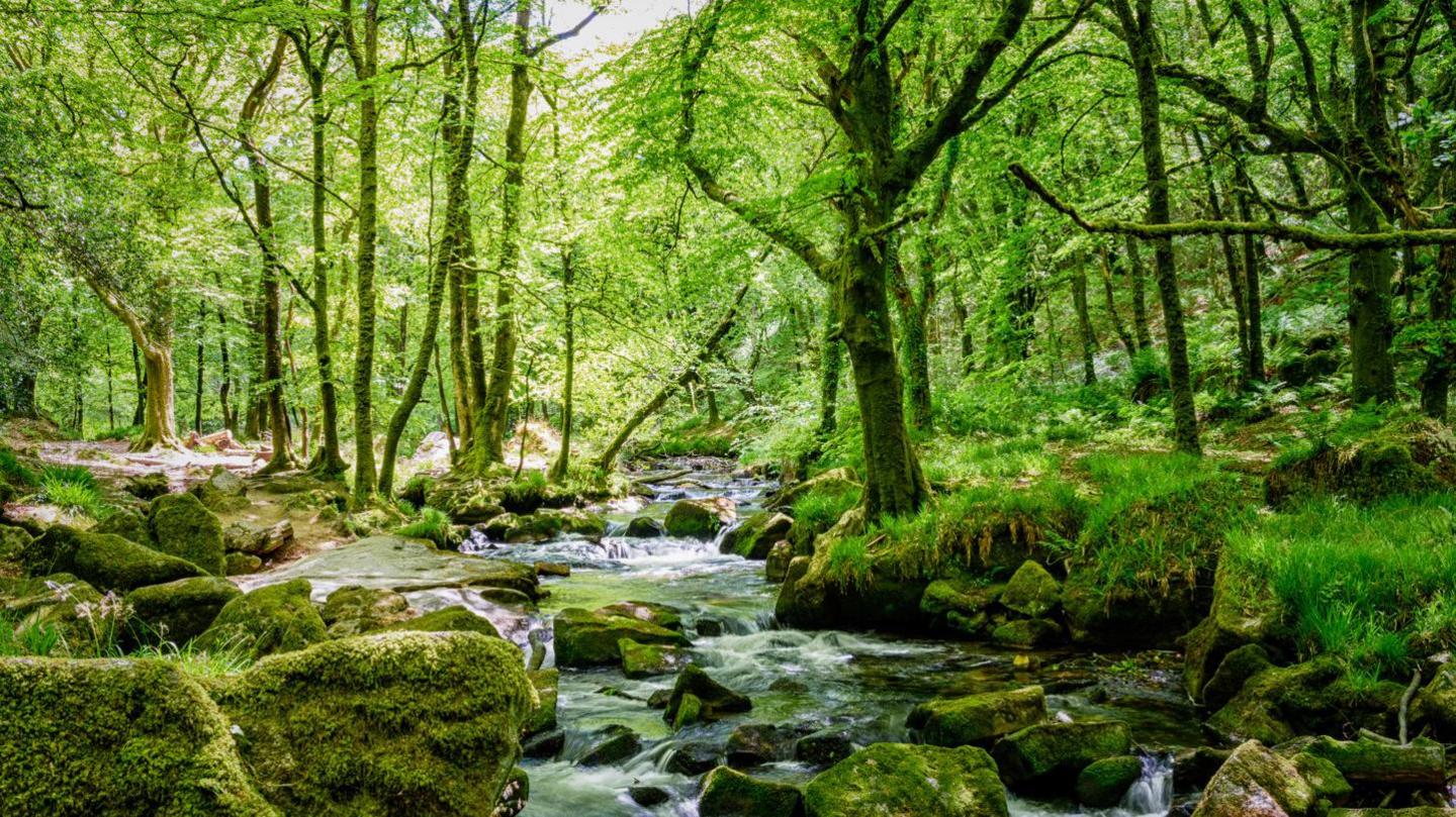 Golitha Falls