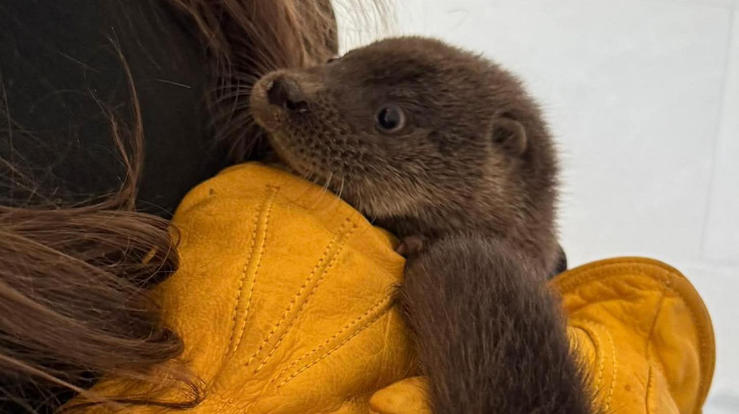 A baby otter, being held in gloved hands. The gloves are a yellow/burnt orange shade. You cannot see the face of the person holding the otter.