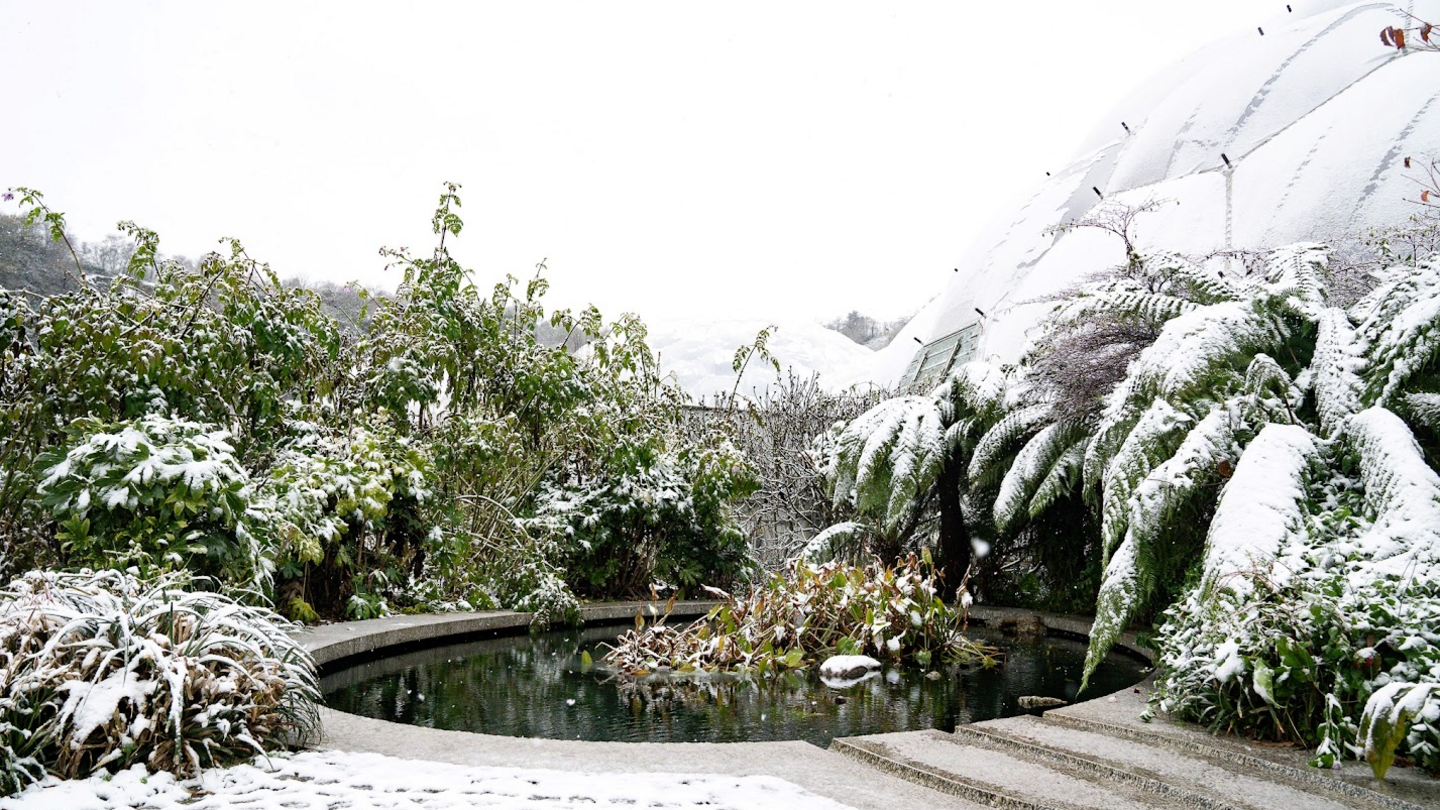 Snowfall outside the Eden Project biomes and on the plants