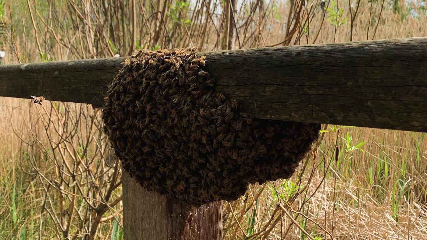 A swarm of bees on a wooden fence post