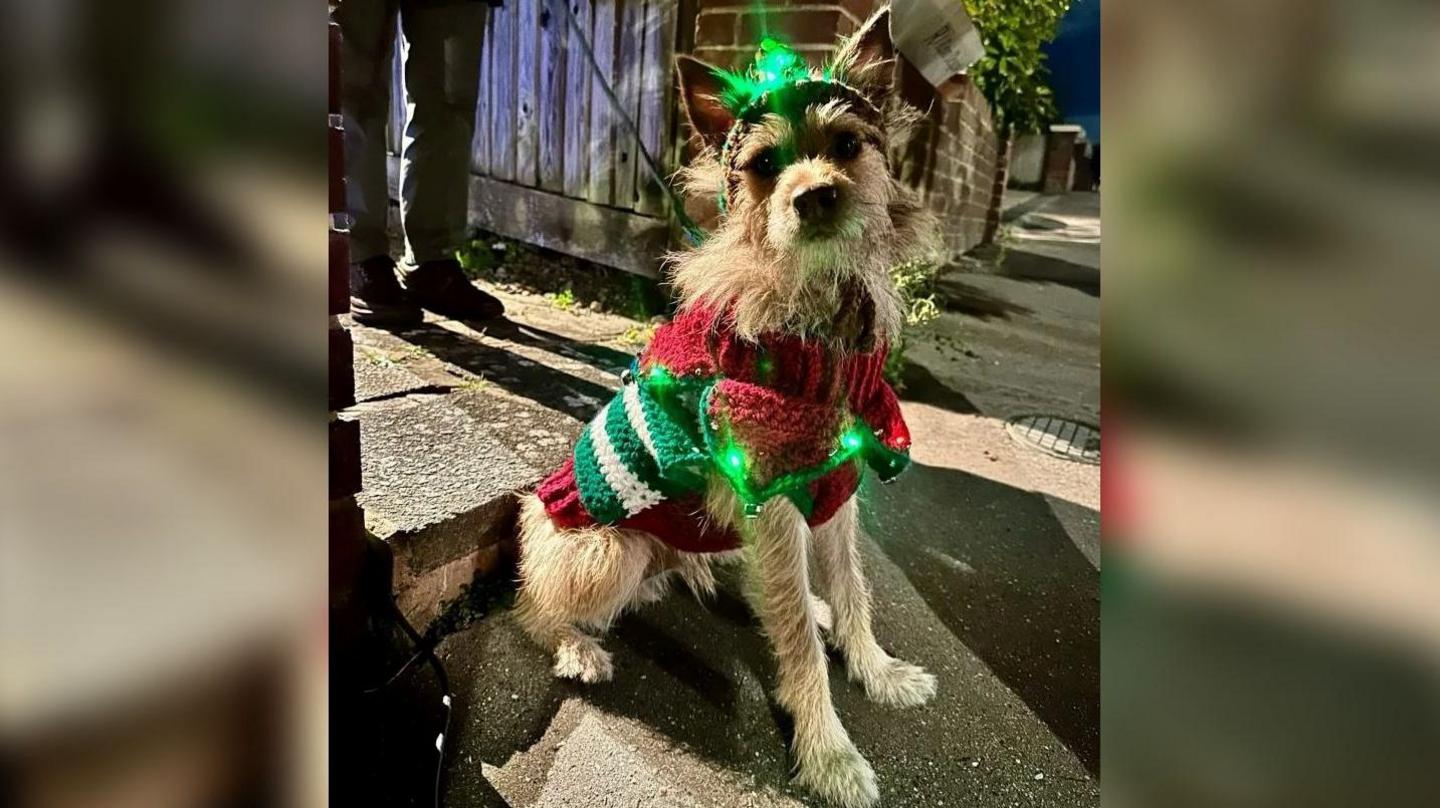 A terrier-cross dog wearing a Christmas jumper and headgear which is lit up green. He is sat on a pavement.