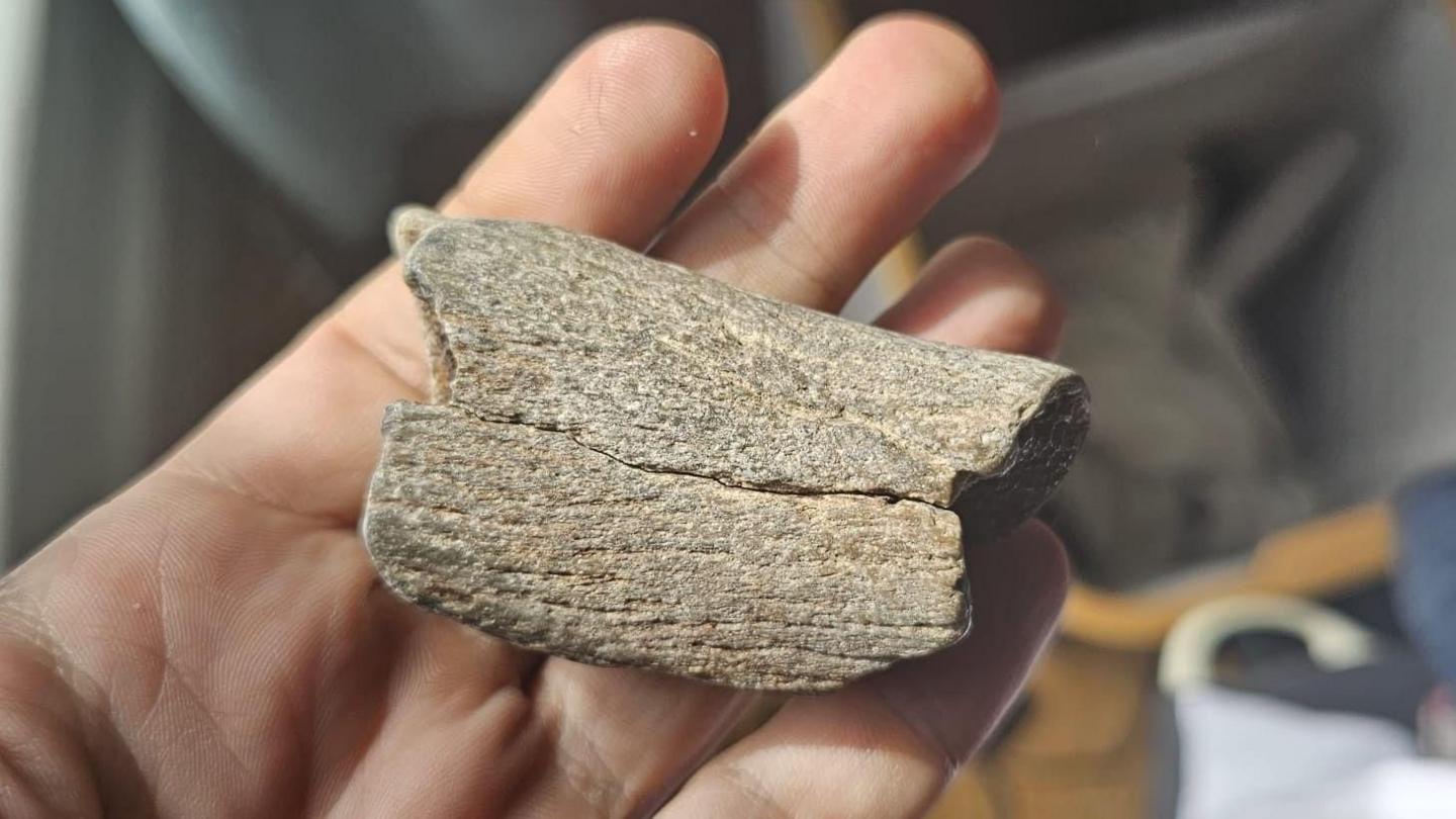 A grey-ish coloured bone fragment being held in a hand.
