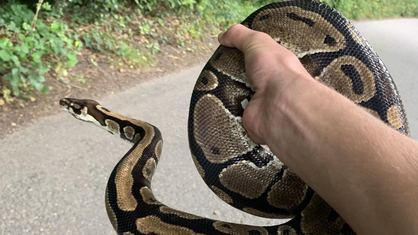 One of the two royal pythons found in Devon