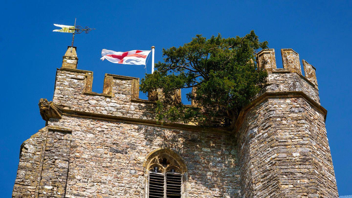 A tree with dark green leaves growing from the walls at the top of a stone building.
