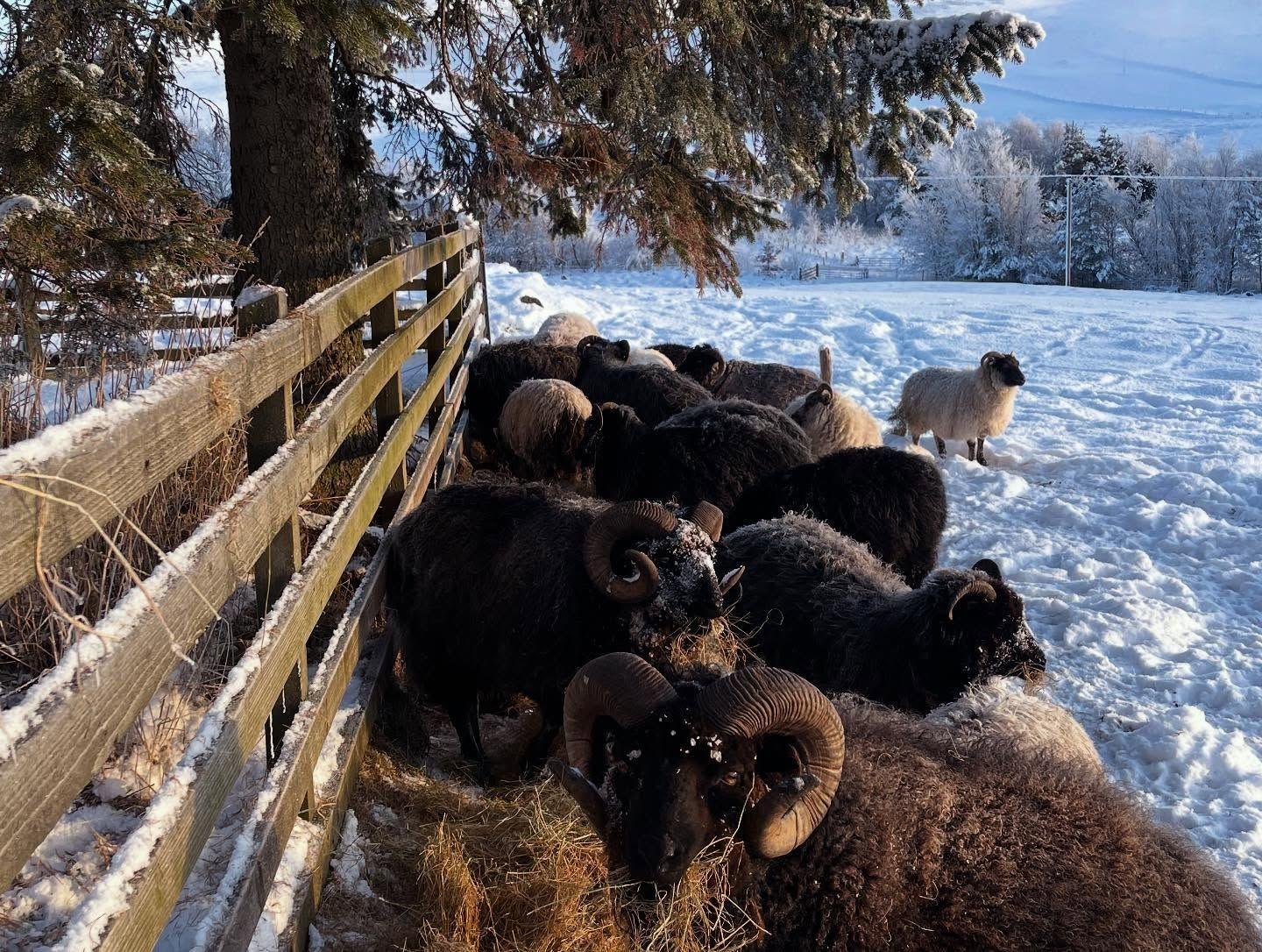 Sheep taking shelter in a field covered in snow