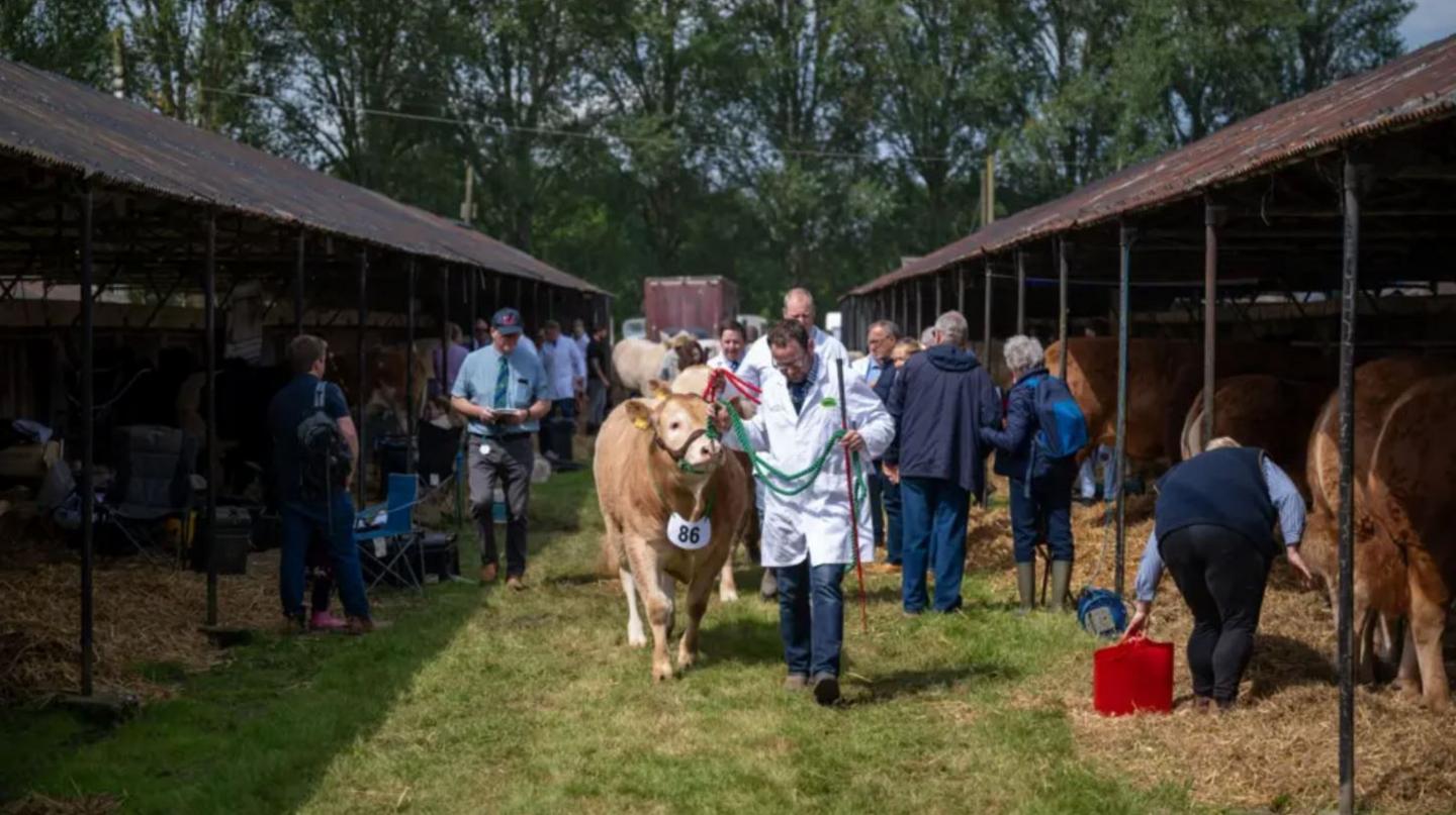 A man in a white coat carrying a stick and leading a pale brown cow past a row of other animals under roofed shelters