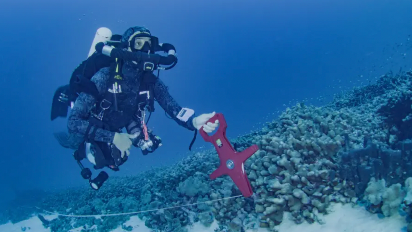 Diver measures the coral 