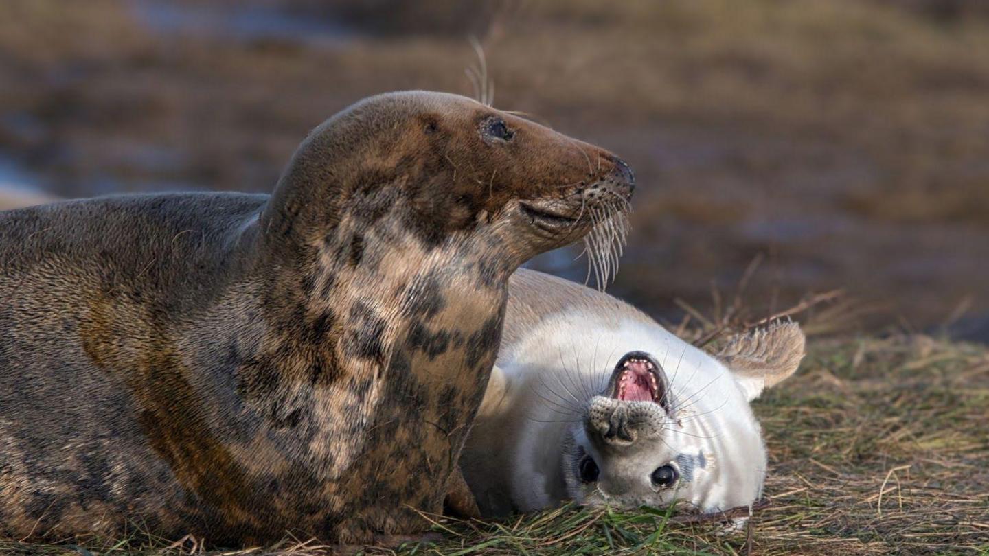 A brown seal mum looking to the side whilst its baby white seal pup is laid on its back with its mouth open and flipper in the air. It looks like it's pulling a silly face for the camera.