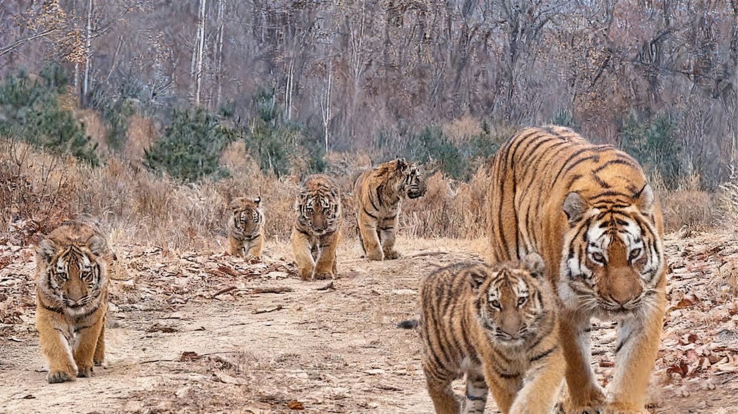 A Siberian tiger and her five cubs roam in a wild park