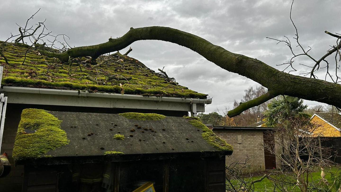 A fallen tree sits on the roof of a bungalow. The roof is covered in tiles which have green moss on them. More parts of the tree can be seen scattered around on the roof