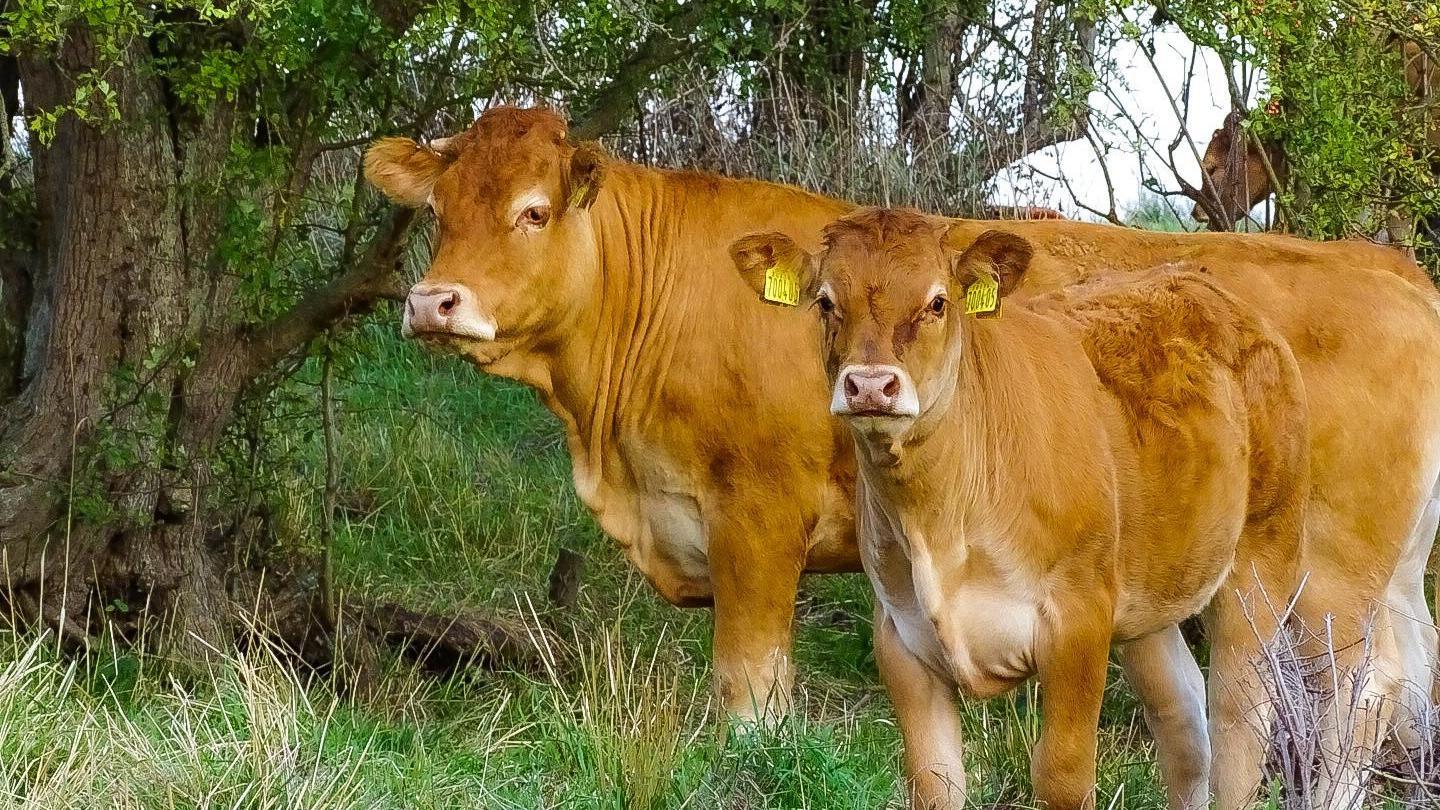 Two brown cows look towards the camera as they stand in a field next to a tree with long green grass around them.