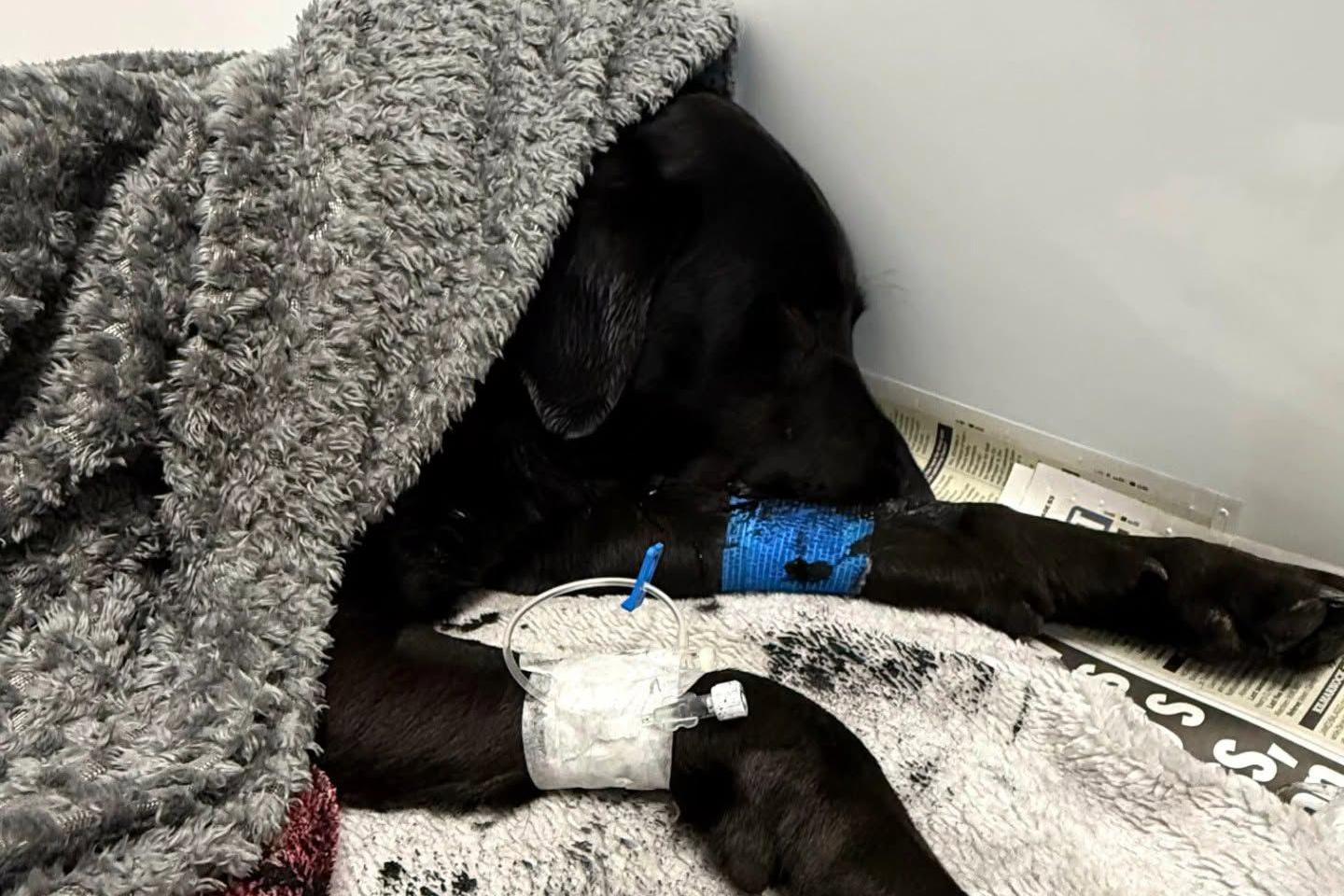 A black labrador lies on newspapers surrounded by blankets. She has bandages around one area of each of her legs that you can see.