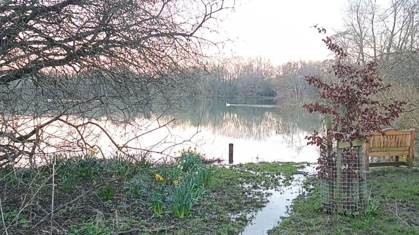 The River Windrush flowing into Duck Lake in Witney. There is a bench on the flooded shore. Daffodils are growing on the side. A swan can be seen in the distance. It's overcast.