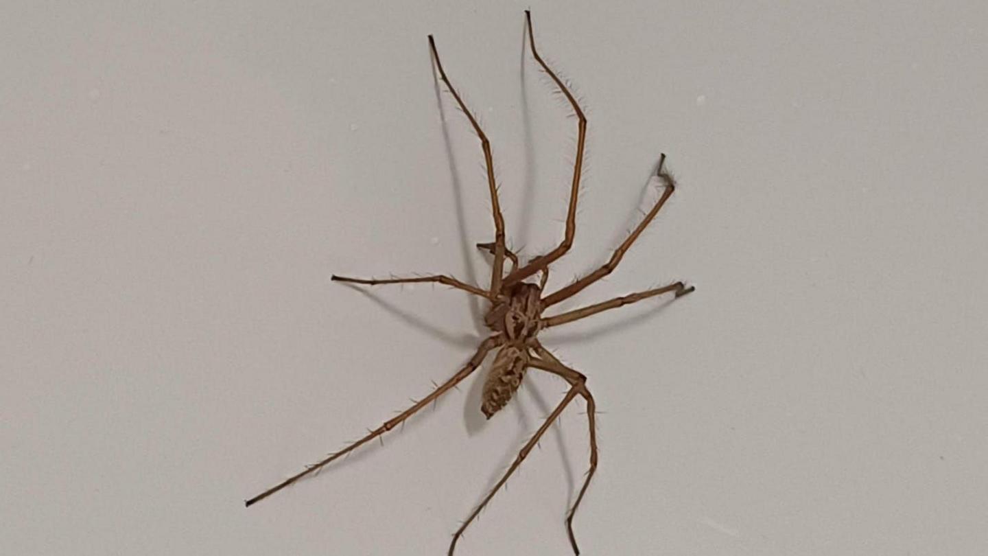 A male Eratigena duellica, the 'Giant House Spider', found in the house of Jamie Birks, who is a University of Derby student
