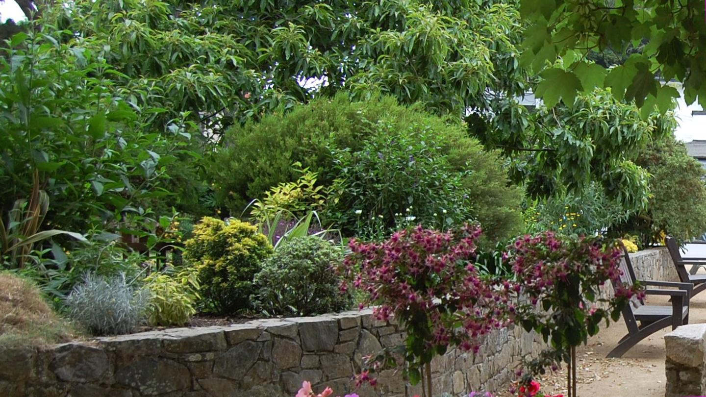 Trees in Sark