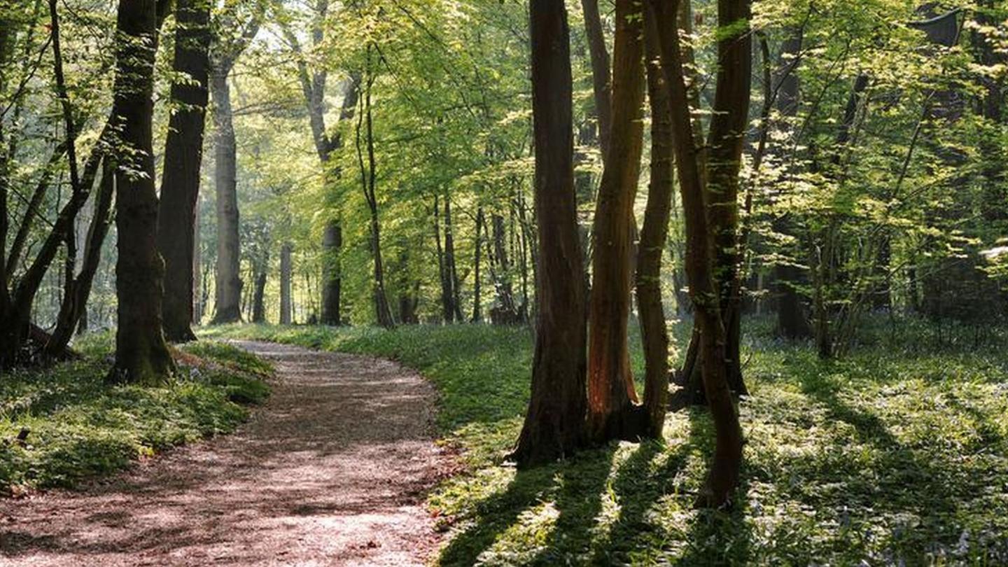 Woodland (Image: BBC)