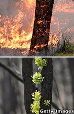 Two Eucalyptus tree trunks showing how they can burn and then sprout new shoots.