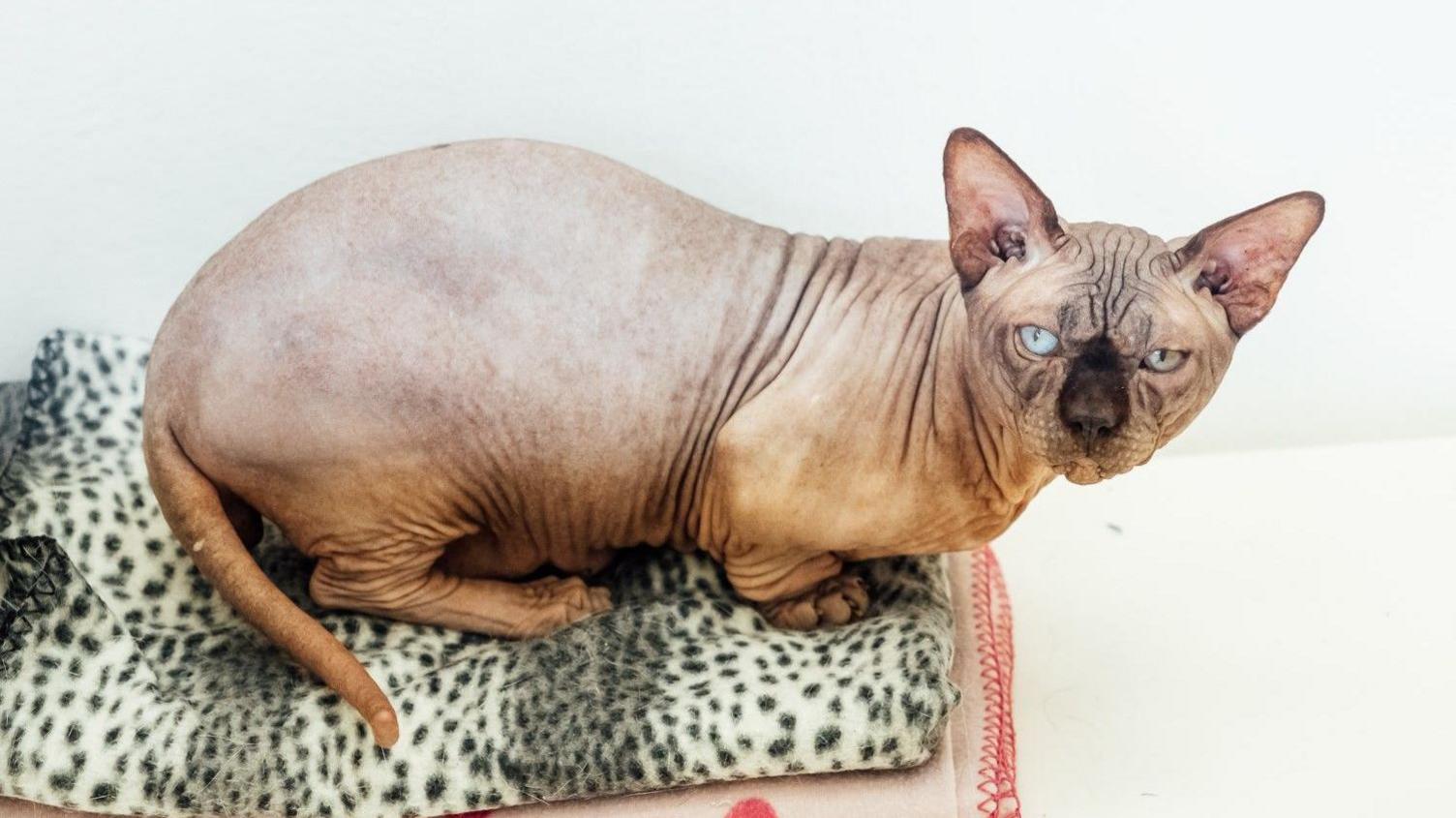 A hairless cat with short legs, a chubby tail, wrinkly face and different coloured eyes. 