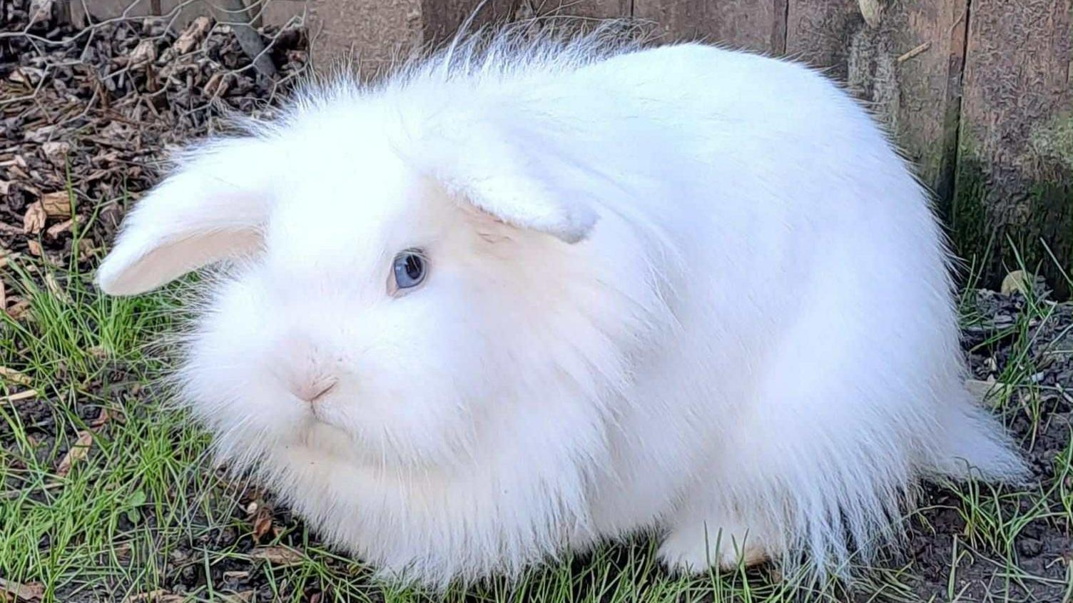 Snowy, a furry white rabbit, with bright blue eyes, is sitting on a patch of grass.