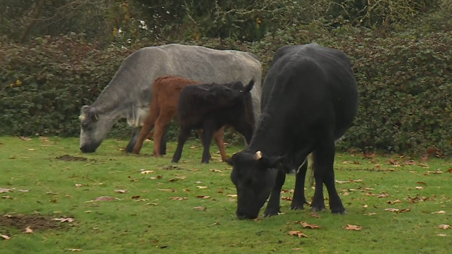 Two adult cows, one grey and one black, and two calves, one brown and one black, grazing on some grass with shrubbery behind them.