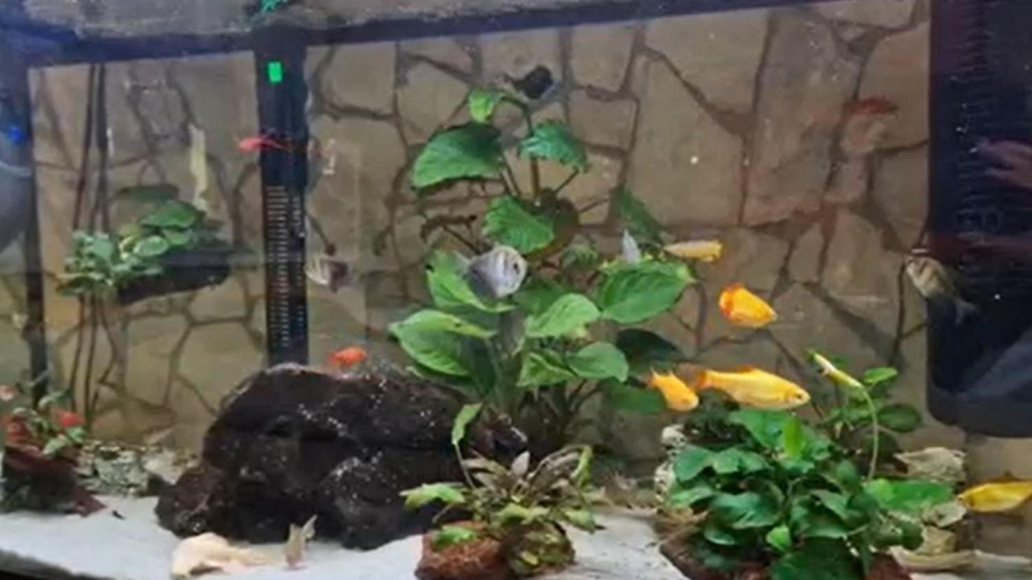 Dozens of tropical fish swim in a fish tank. The tank has many green plants and rocks at bottom.