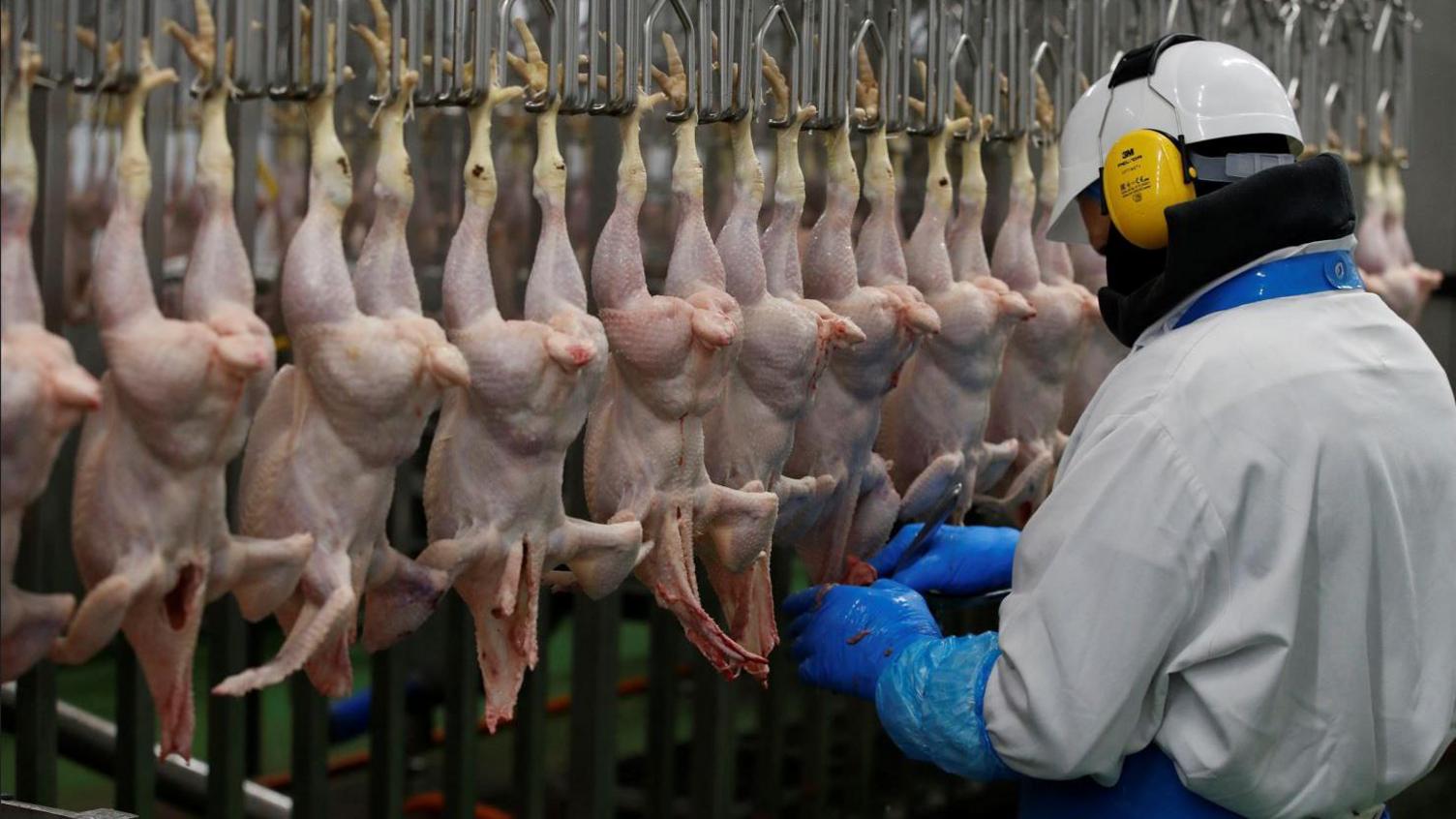 A worker processes chickens on the production line of a poultry factory. Headless, skinless chickens are hanging in a row, with a worker wearing a white overall and white hard hat surveying. He is wearing blue gloves and has yellow ear muffs on.