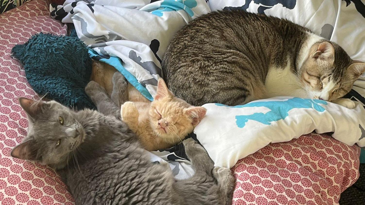 Benny and Teddy are pictured resting on a bed with lots of blankets as well as another adult cat. Benny and Teddy face the camera while the other cat sleeps.